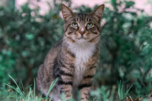 中国狸花猫的饲养方法是什么