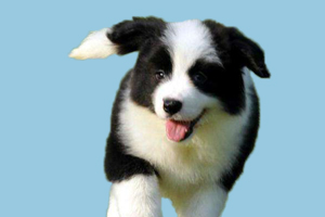 边境牧羊犬如何选