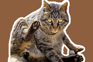 中国狸花猫吃什么