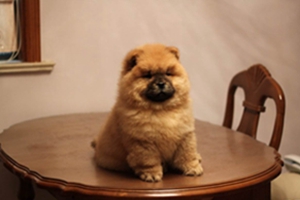 养宠物狗注意事项有哪些