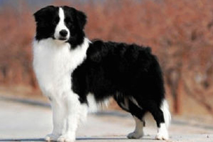 边境牧羊犬的优缺点是什么