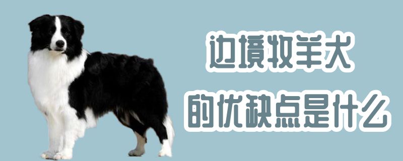 边境牧羊犬的优缺点是什么