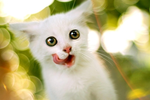 宠物猫不能吃什么