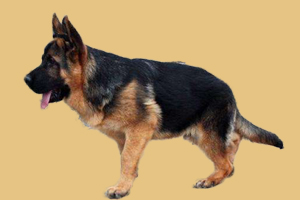 德国牧羊犬怎样选