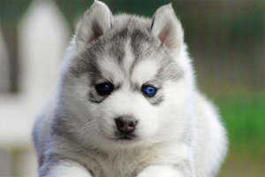 买哈士奇的注意事项有哪些