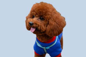 泰迪不吃东西怎么办