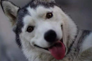 哈士奇护食怎么办