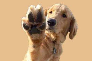 金毛犬不吃东西怎么办