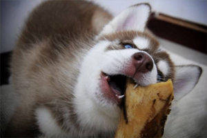 哈士奇护食咬人怎么办