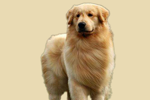 金毛犬不听话怎么办