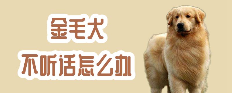 金毛犬不聽話怎麼辦