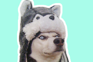 哈士奇怎么上厕所