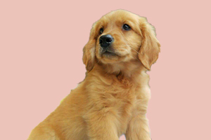 金毛幼犬不吃东西怎么办