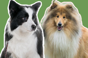 苏牧和边牧的区别是什么