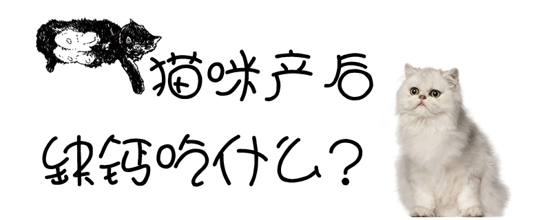 貓咪產后缺鈣吃什麼