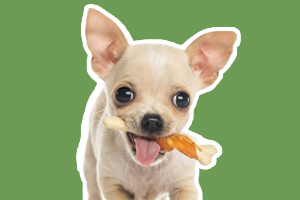 宠物狗护食怎么办