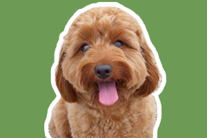 贵宾犬怎么看年龄