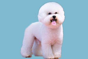 比熊犬不能吃什么水果