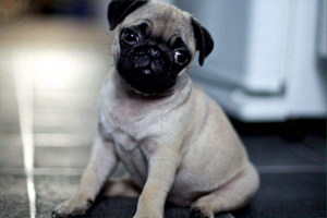 巴哥犬怎么洗澡