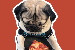 巴哥犬不可以吃什么