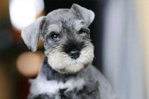 雪纳瑞怎么拔耳毛