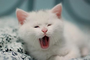 小猫洗澡怎么洗