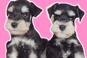 雪纳瑞幼崽怎么看纯不纯