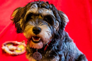 雪纳瑞怎么才能不叫