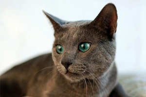 小俄罗斯蓝猫怎么喂