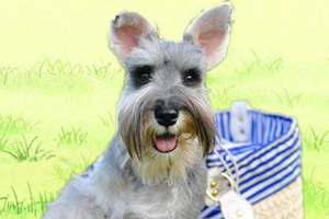 迷你雪纳瑞怎么养