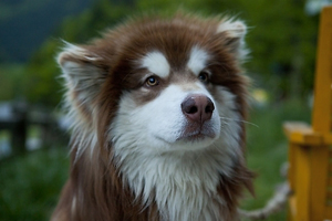 阿拉斯加怎么喂胖