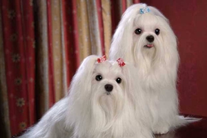 怎么养马尔济斯犬