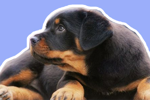 罗威纳犬的优点和缺点是什么