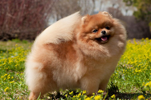 博美犬不吃东西怎么办