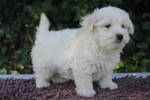 马尔济斯犬吃什么狗粮