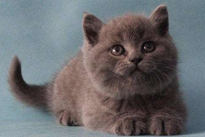 蓝猫的耳朵怎么清洗