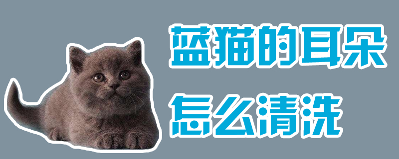 蓝猫的耳朵怎么清洗