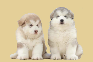 阿拉斯加幼犬怎么选