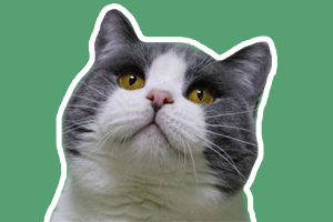 英短猫耳朵怎么清理