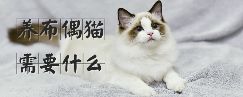 养布偶猫需要什么