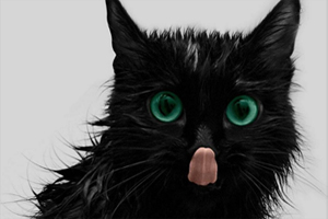 猫耳朵脏了怎么清理