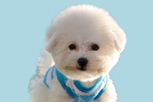 比熊犬能吃什么食物