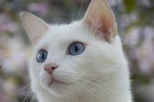 小猫的耳朵怎么清理