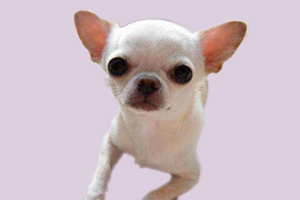 吉娃娃怎么看年龄