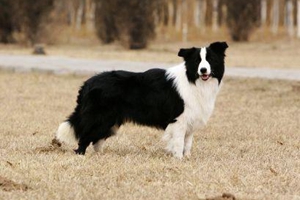 边牧耳朵怎么洗