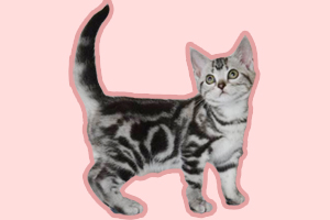 美短虎斑怎么养