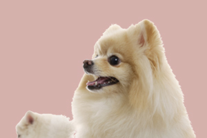 博美犬不吃狗粮怎么办