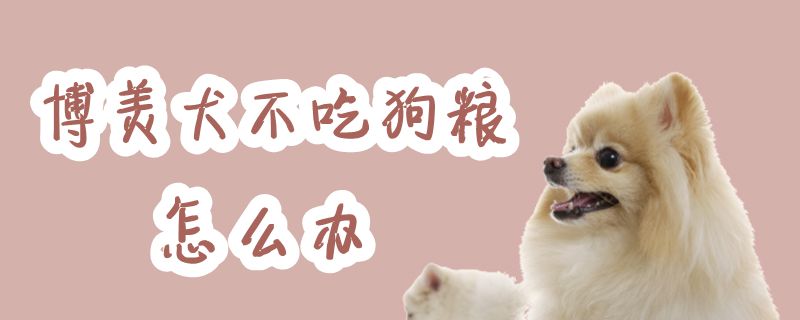 博美犬不吃狗粮怎么办