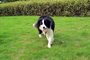 边牧毛发护理方法是什么