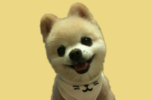 博美犬不能吃的东西有哪些